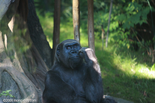 西部の低地gorilla （ゴリラゴリラゴリラ）