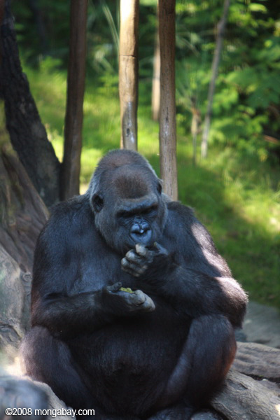 западных равнинных горилл (горилла горилла горилла)