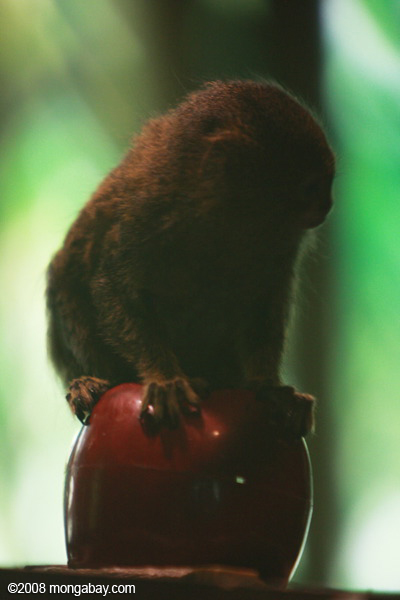 ouistiti pygmée (Callithrix pygmaea) au sommet d'une pomme pour échelle