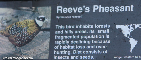 Reeves's Pheasant (Syrmaticus reevesii), endémique à la Chine