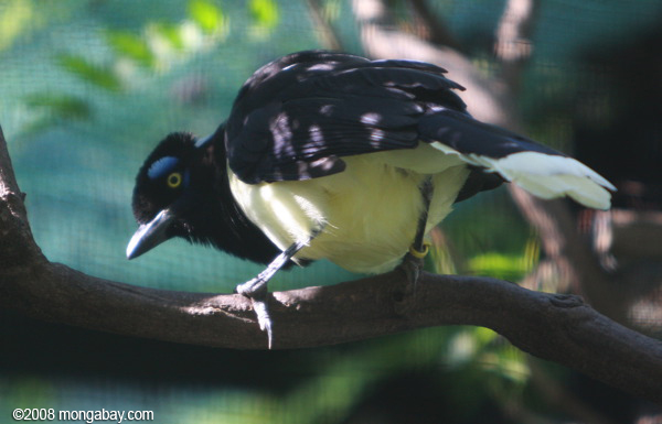 peluche-crested Jay (Cyanocorax chrysops)