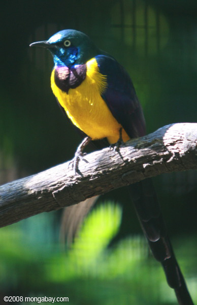 Golden-breasted Starling (cosmopsarus regius)
