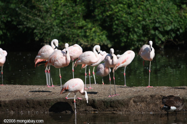 chilenischen Flamingos (Phoenicopterus chilensis)