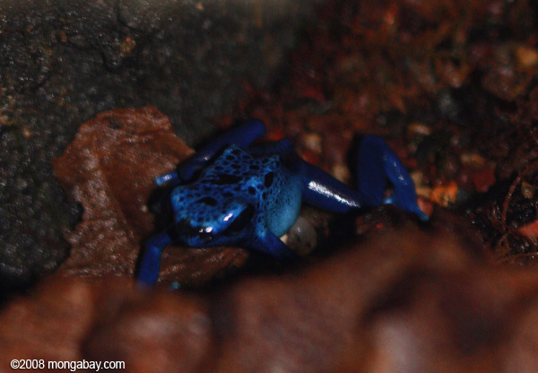 синий яд ринуться лягушка (dendrobates Azureus)