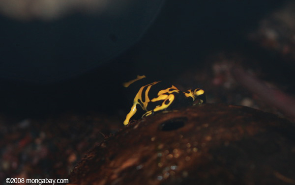 黄色の縞模様の毒カエル（ヤドクガエル属leucomelas ）