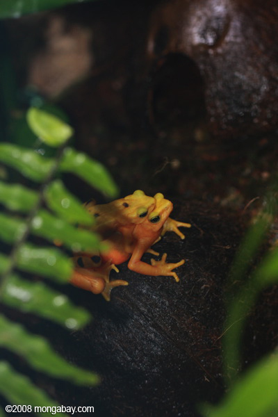 パナマ金色のカエル（ atelopus zetecki ）交配