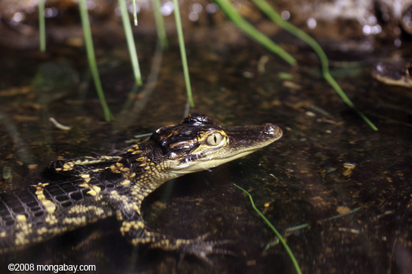 bebé caimán americano (Alligator mississippiensis)