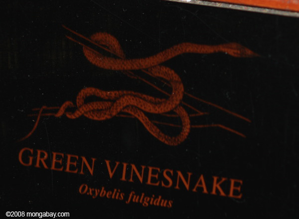 виноградной лозы змеи зеленый (oxybelis fulgidus)