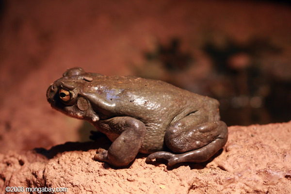 sonoran пустыни жаба (Bufo alvarius)