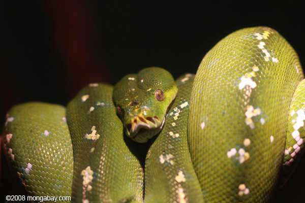 árbol verde python (Morelia viridis)