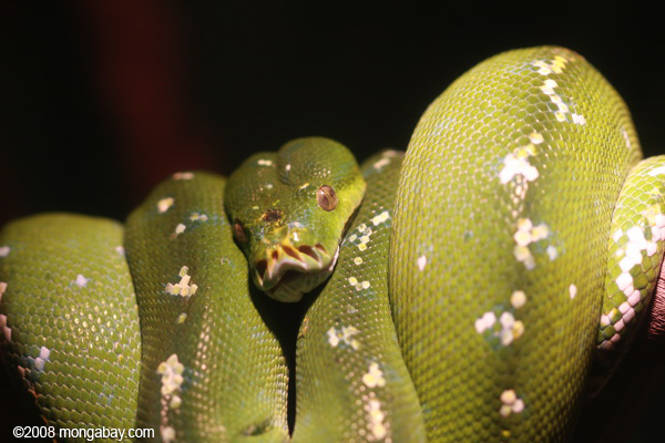 árvore verde python (morelia viridis)