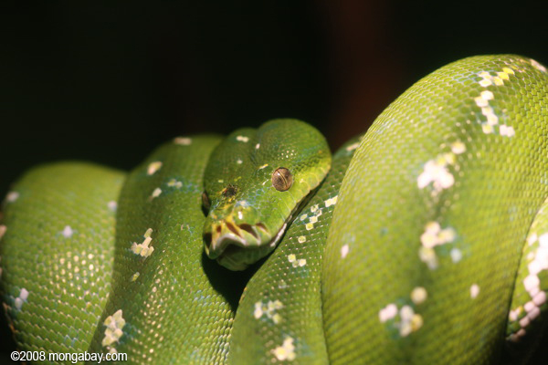 緑の木のPython （モレリアviridis ）