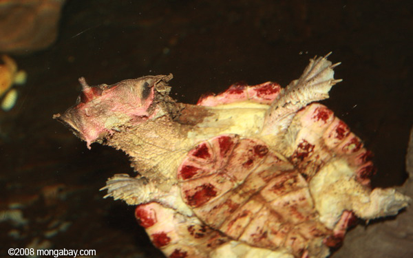mata mata (chelus fimbriatus) de tortuga