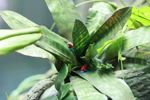 Strawberry poison dart frogs (Dendrobates pumilio) modeled in a canopy bromeliad