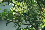 Paradise tanager (Tangara chilensis) [Turquoise bird with lime green head and black wings]