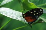 Heliconius hecale butterfly