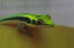 Klemmer's Yellow-headed Day Gecko (Phelsuma klemmeri)