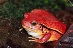 Madagascar Tomato Frog (Dyscophus antongilii) [calacad_032]
