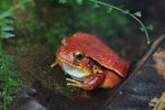 Madagascar Tomato Frog (Dyscophus antongilii) [calacad_033]
