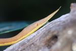 Madagascar leaf-nosed snake (Langaha madagascariensis)