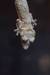 Giant leaf-tail gecko (Uroplatus fimbriatus)
