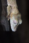 Giant leaf-tail gecko (Uroplatus fimbriatus)