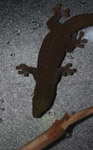 Phelsum day gecko