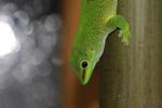 Madagascar giant day gecko (Phelsuma grandis) [calacad_059]