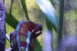 Red male panther chameleon (captive)