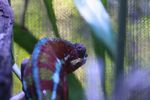 Red male panther chameleon (Furcifer pardalis) (captive)