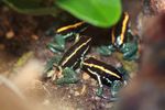 Group of Phyllobates vittatus poison arrow frogs