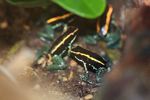 Group of Phyllobates vittatus poison dart frogs