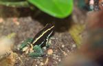 Phyllobates vittatus poison dart frog