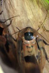 Giant cockroach (Blaberus giganteus)