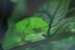 Sleeping red-eyed tree frog