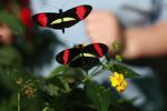 Heliconius melpomene butterflies
