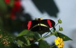 Heliconius melpomene butterflies