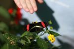 Heliconius melpomene butterfly with child's hand