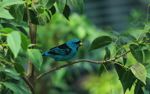 Turquoise Honeycreeper [Dacnis cayana] eating a fruit