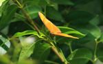 Orange Julia (Dryas iulia)