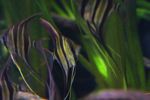 Orinoco angelfish