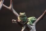 Waxy Monkey Frog (Phyllomedusa sauvagii)