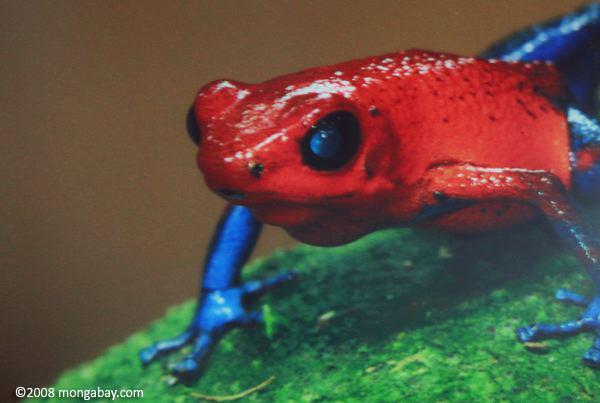 красный и синий яд ринуться лягушка (dendrobates pumilio)