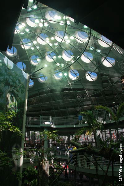 サンフランシスコの科学の新しいカリフォルニア州のアカデミーでは屋内の熱帯雨林