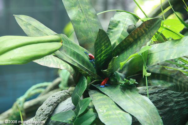 красный и синий яд ринуться лягушек (dendrobates pumilio) моделируется в купол bromeliad