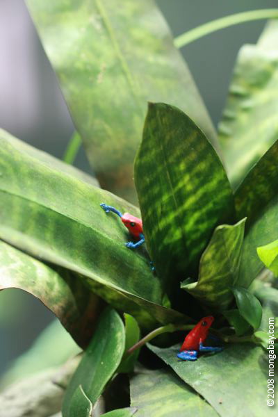 красная и синяя стрелка яд лягушек (dendrobates pumilio) моделируется в купол bromeliad