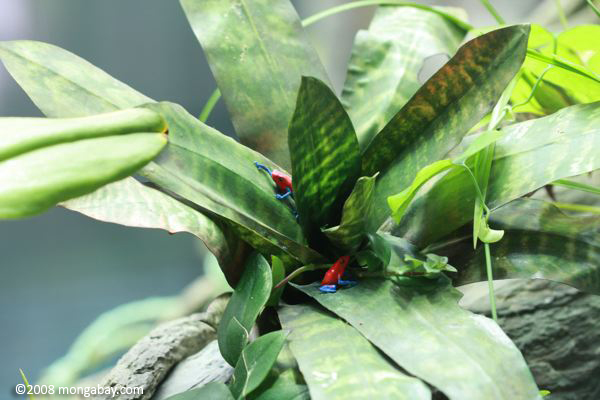 Клубника яд ринуться лягушек (dendrobates pumilio) моделируется в купол bromeliad