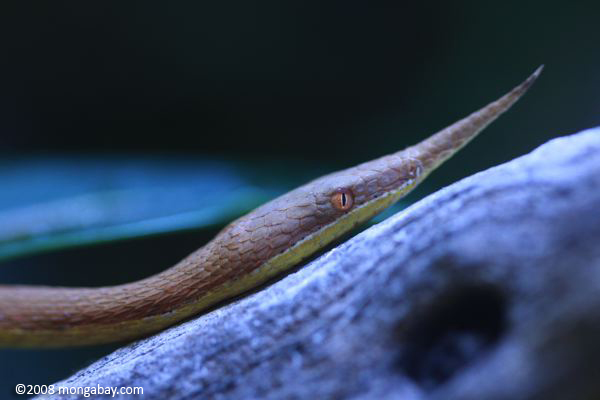 マダガスカルの葉鼻のヘビ（ langaha madagascariensis ）