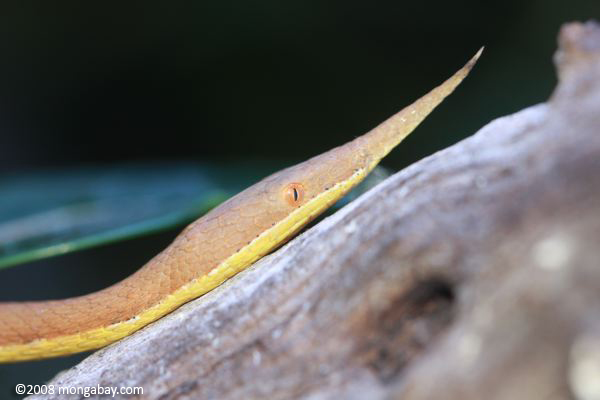 マダガスカルの葉鼻のヘビ（ langaha madagascariensis ）