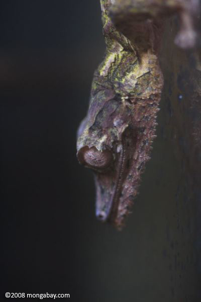 巨大な葉ヤモリ（ uroplatus fimbriatus ）尾